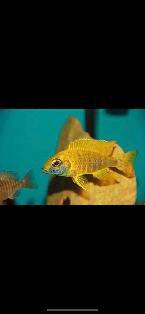 Aolonocara baenschi benga. ( malawi cichlide), Vis