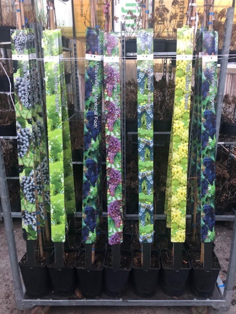 Druif, druiven in soorten 150-175 cm hoog € 19,95 per stuk, Tuin en Terras, Planten | Tuinplanten, Ophalen, Volle zon, Vaste plant