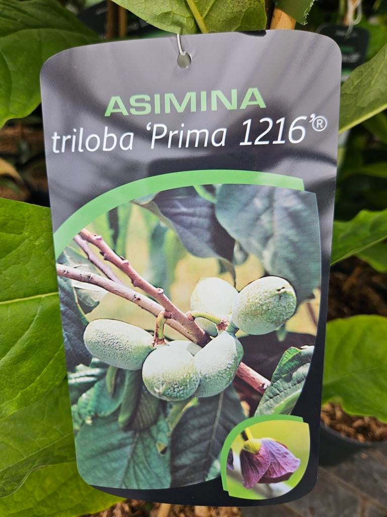 Asimina triloba Prima 1216 / pawpaw boom / eetbare vruchten, Lente, 250 tot 400 cm, Ophalen, Volle zon