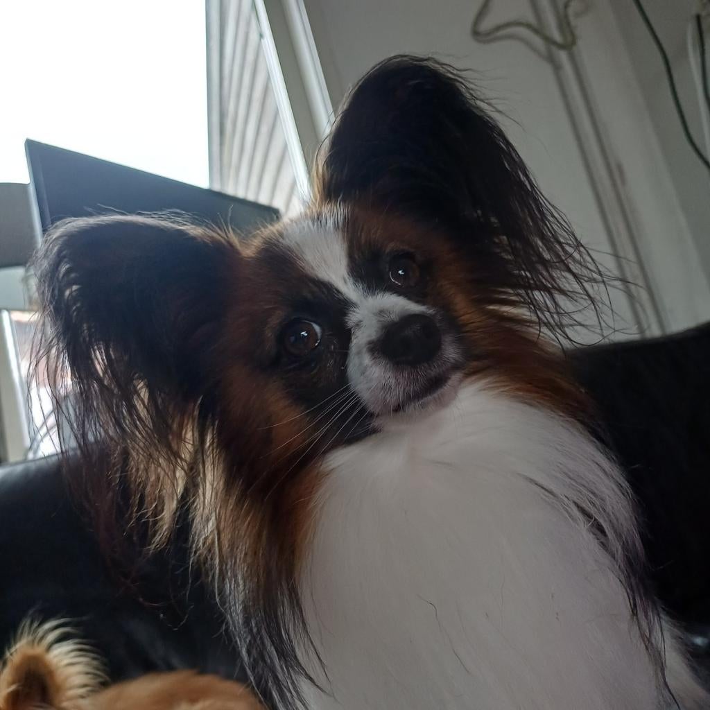 Papillon vlinderhondje met stamboom dekreu getest, Reu, CDV (hondenziekte), 1 tot 2 jaar, Meerdere