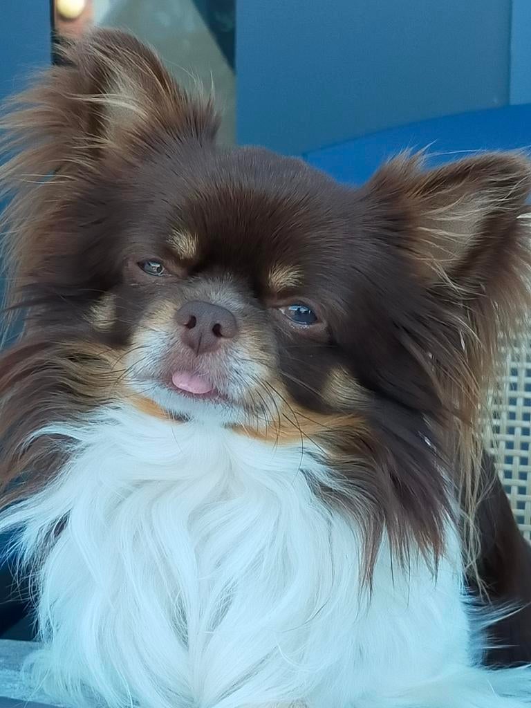 Dekreu Chihuahua (niet te koop), 6 jaar of ouder, Reu, Parvo, Eén hond