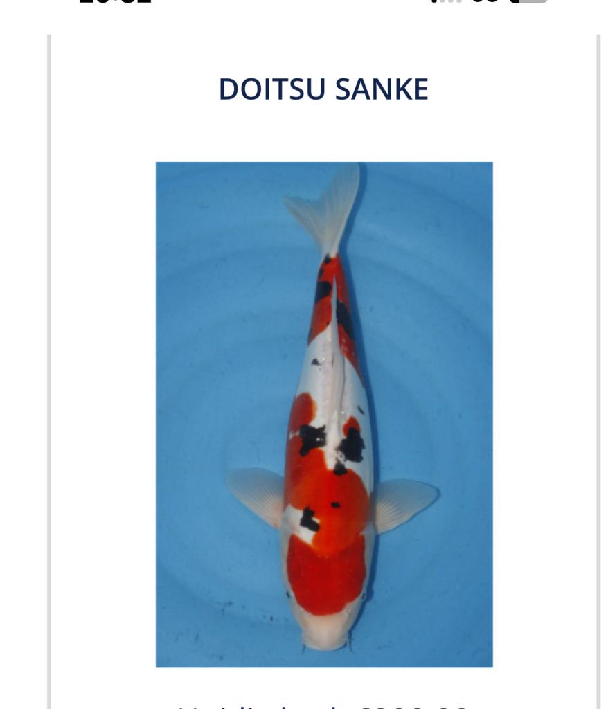 Koi sales bij Bokoi, Karper of Koi
