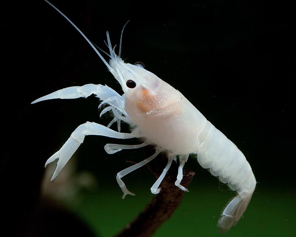 Aquarium Kreeften Wit, Kreeft, Krab of Garnaal, Zoetwatervis