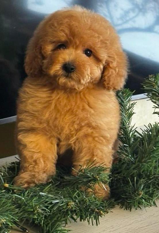 Toy poedel pup met stamboom, Keeshond, 8 tot 15 weken, Parvo, Meerdere