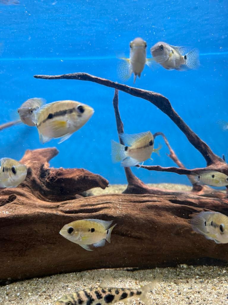 Aequidens portalegrensis - groene acara, Vis