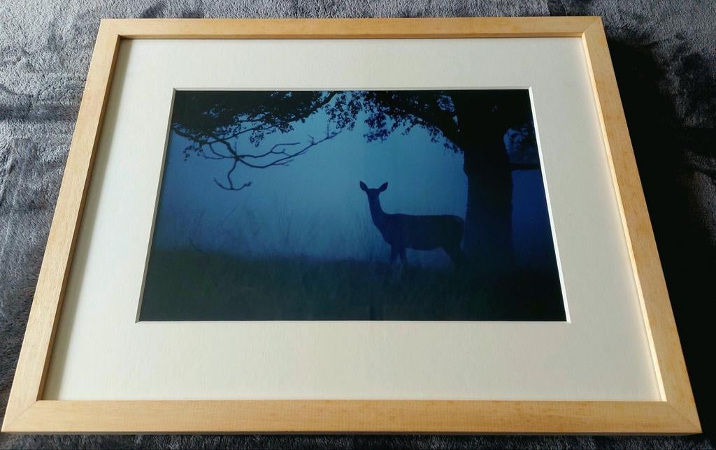Hert in avondschemering (foto) ... Barthwissellijst ..., Ophalen of Verzenden