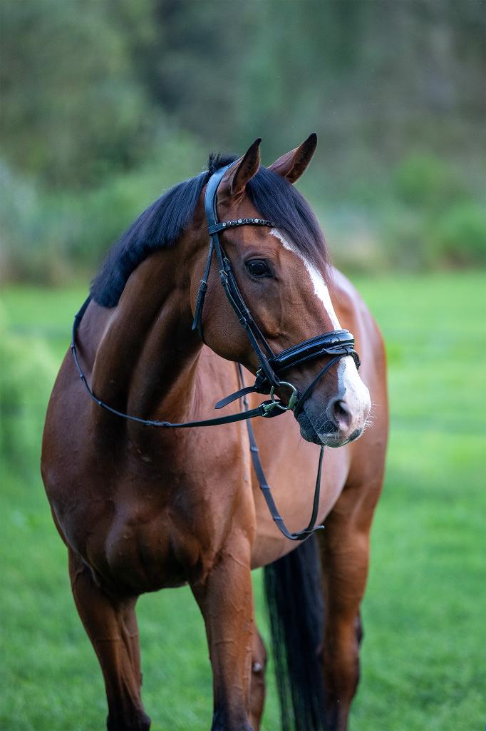 Brave 9 jarige recreatie ruin, Gechipt, B, Ruin, 7 tot 10 jaar