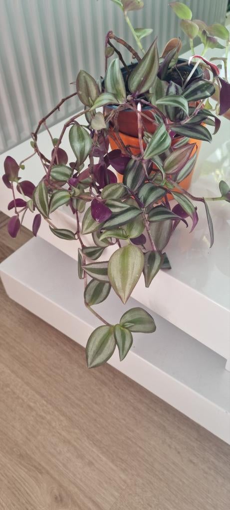 Tradescantia Zebrina - Hangplant in pot, Huis en Inrichting, Kamerplanten, Overige soorten, In pot, Minder dan 100 cm, Groene kamerplant