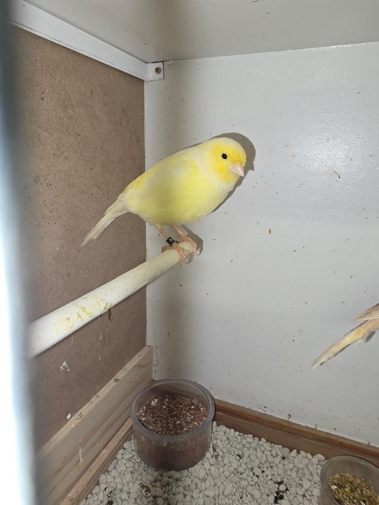 5 Kanarie poppen te koop., Vrouwelijk, Kleurkanarie