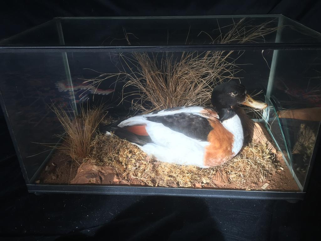 Opgezette eend en glazen bak, zittend, Ophalen