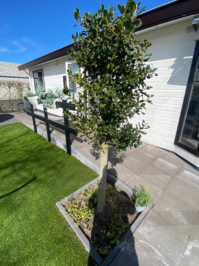 Hulst op stam, Ophalen, Herfst, Halfschaduw, Overige soorten