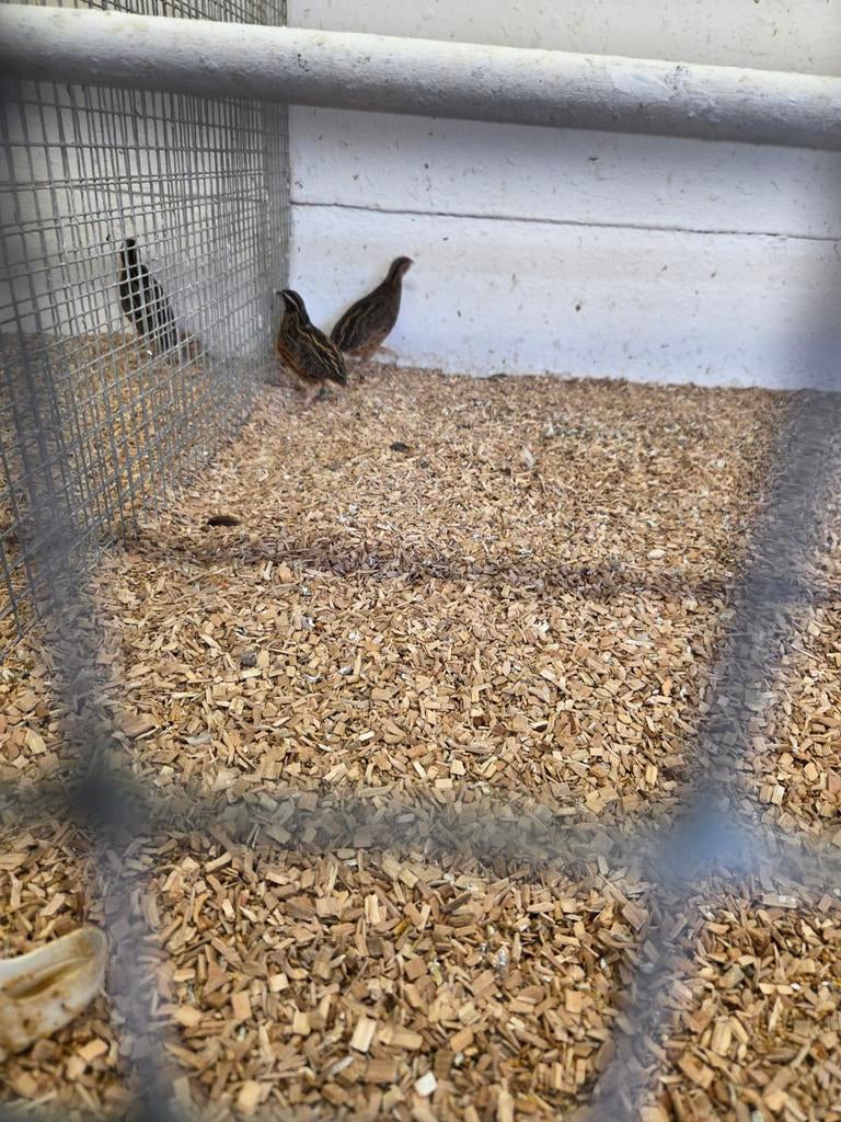 Harlekijn kwartels, Meerdere dieren