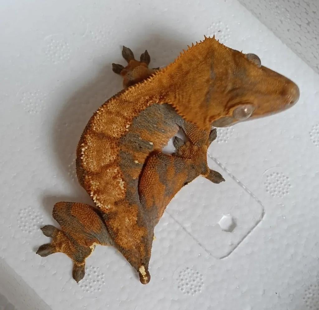 Wimpergekko 0.1 Leopard Gecko - female for sale from C