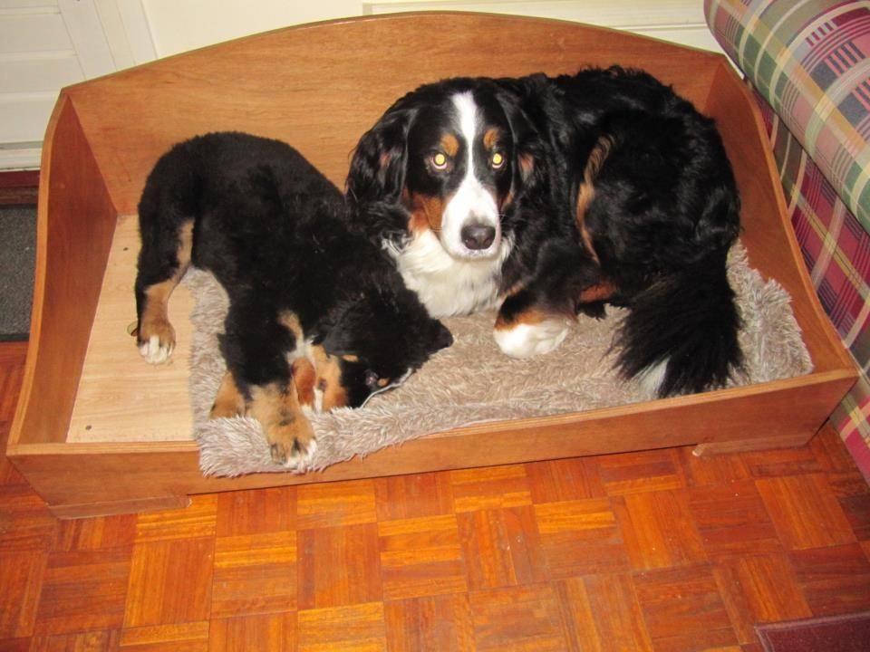 Hondenbed /mand, Dieren en Toebehoren, Ophalen, Gebruikt, Overige