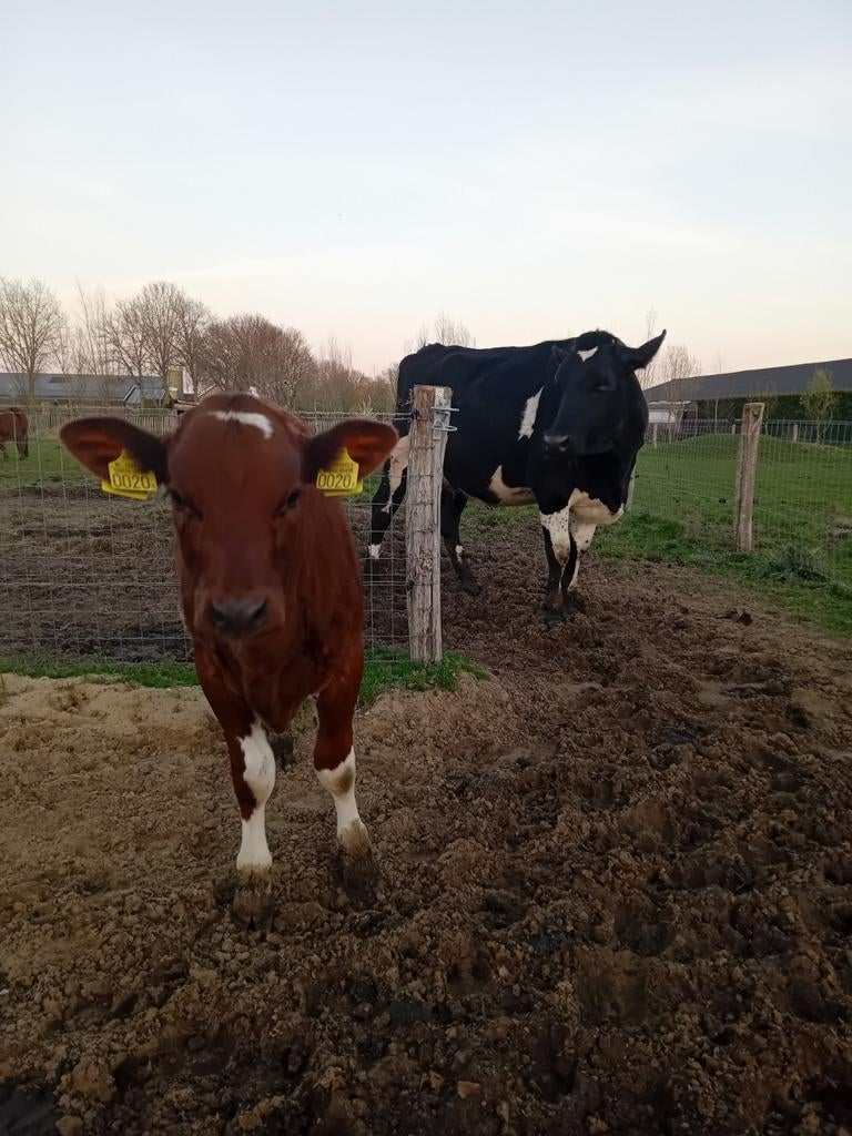 Zoogstel,  koe met kalf, Dieren en Toebehoren, Vrouwelijk