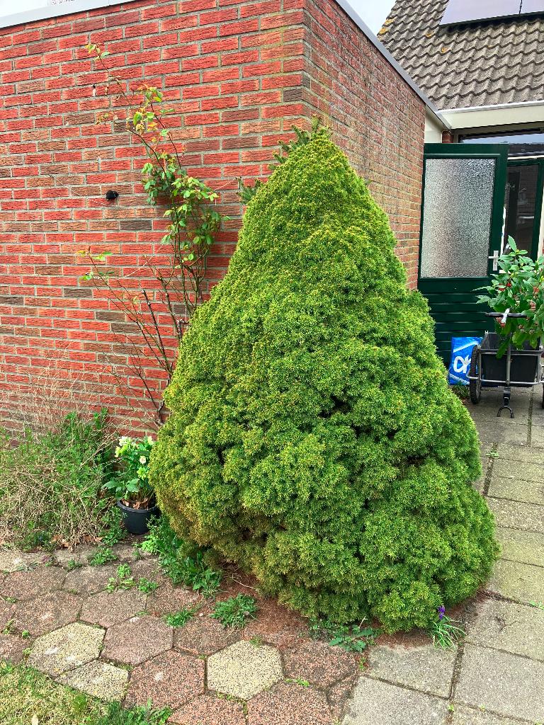 Gratis twee Coniferen in Westerbork, Ophalen, Conifeer, Struik, 100 tot 250 cm