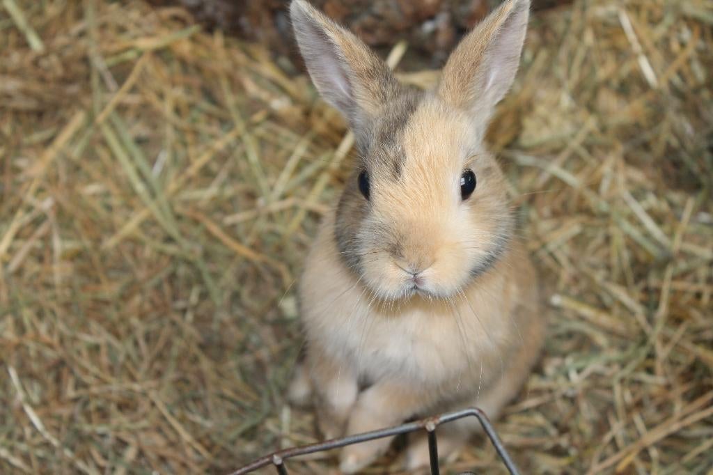 Gecastreerde rammen | Dwergkonijnen | Gezonde konijnen, Dieren en Toebehoren, Mannelijk, Dwerg, Hangoor, 0 tot 2 jaar
