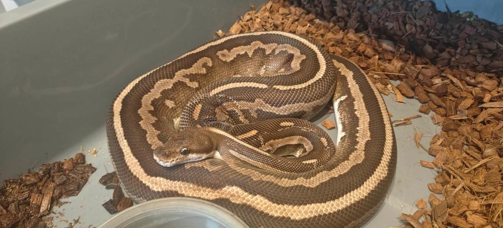ball python 0.1 cinnemon phantom leopard Ball Python - female for sale from shirley sterckx