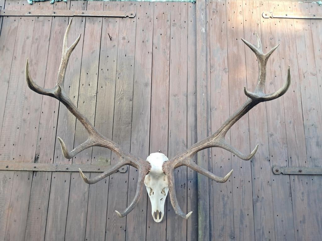 Mega Groot Hertengewei XL – wanddecoratie landelijk –, Ophalen, Zo goed als nieuw, Hert, Gewei of Kop