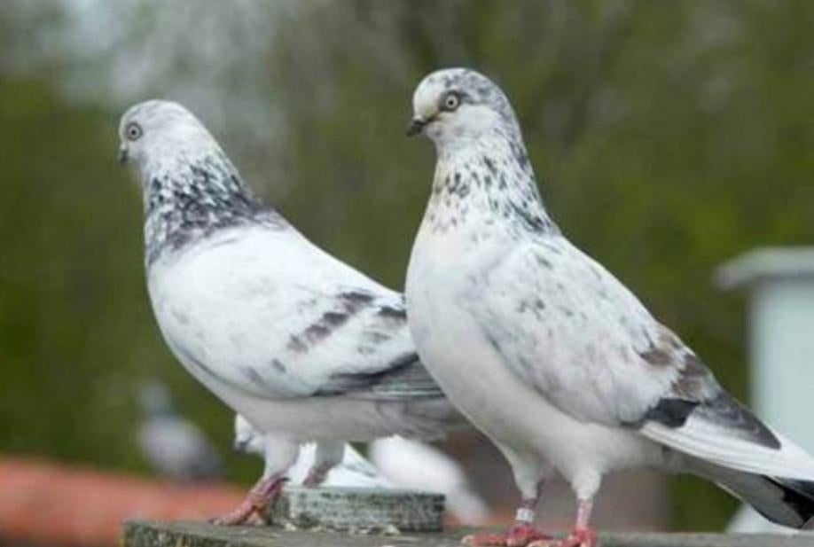 Gevraagd: 2 doffers Amsterdamse Tippler., Dieren en Toebehoren, Vogels | Duiven, Mannelijk, Overige soorten