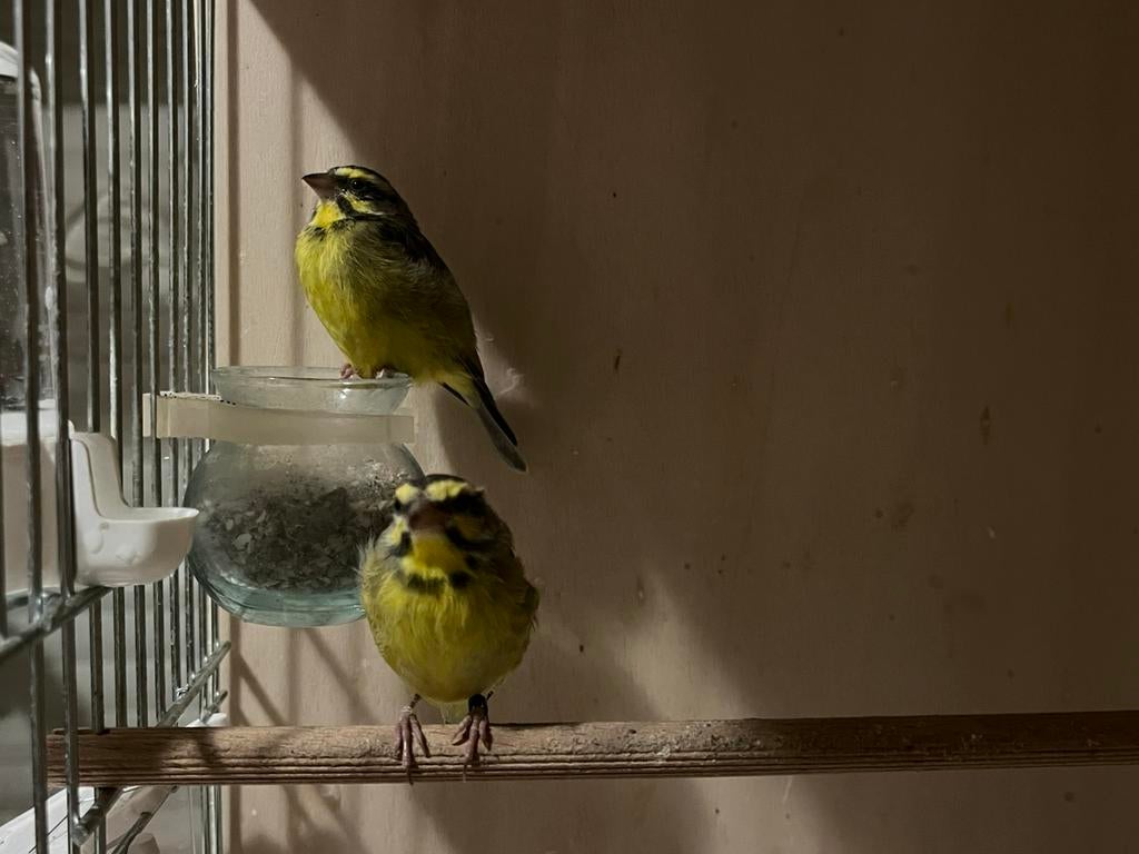 Geringde Mozambique sijsjes mannetjes en vrouwtjes, Dieren en Toebehoren, Meerdere dieren, Tropenvogel, Geringd