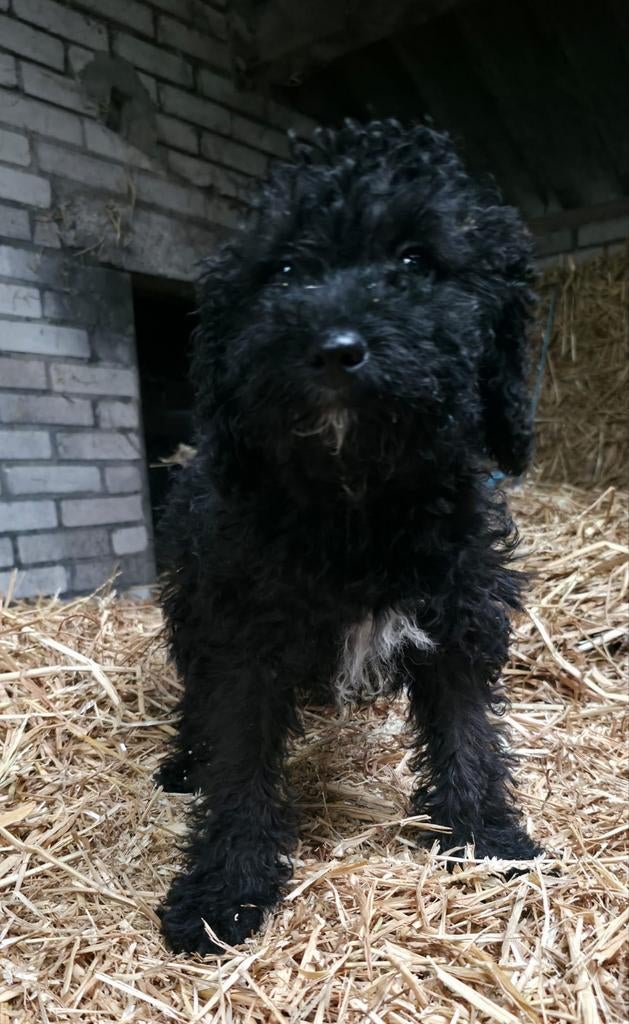 🥰 nog 3 super leuke medium doodle x toypoedel reutjes 🥰, Dieren en Toebehoren, Honden | Retrievers, Spaniëls en Waterhonden