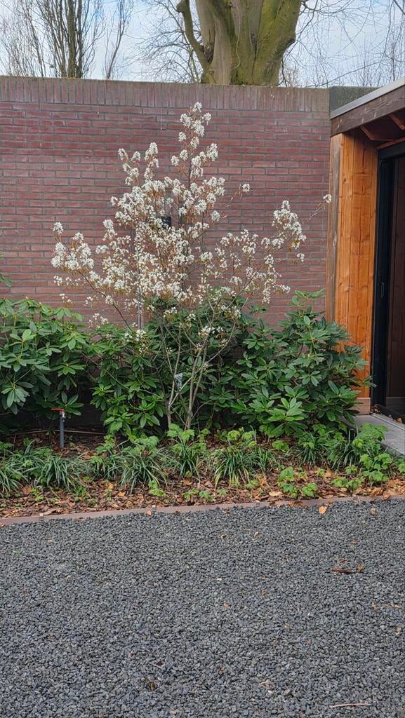 Mooie meerstammige krentenboom, Tuin en Terras, Planten | Bomen, Volle zon, Lente, 100 tot 250 cm, Overige soorten