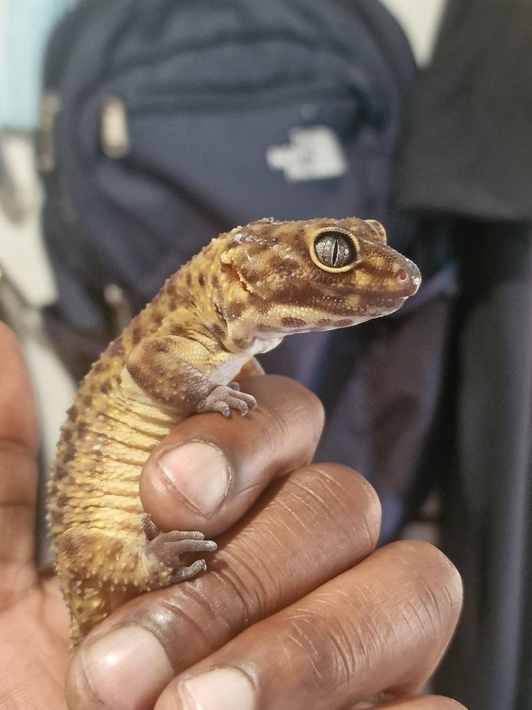Luipaard gekko (black night mandarin) te koop Leopard Gecko - female for sale from Samyra