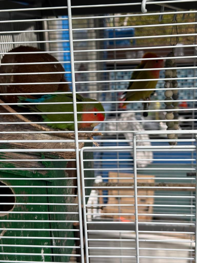 Agapornissen, dwergpapegaaien, Dieren en Toebehoren, Vogels | Kanaries, Meerdere dieren, Kleurkanarie