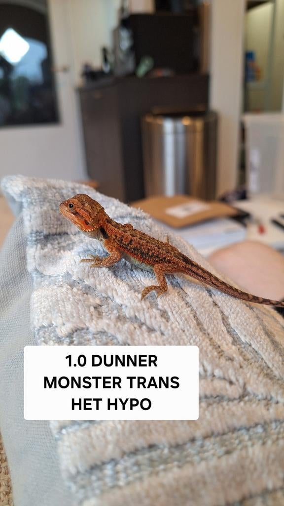 Dunner Red Monster baardagaam jongen Bearded Dragon - unknown for sale from Aztec