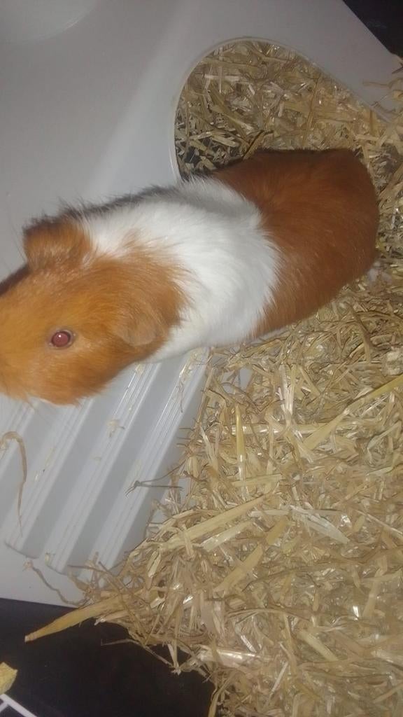 Cavia, Dieren en Toebehoren, Juni, Mannelijk, Cavia