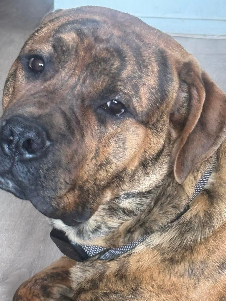 Boerborl 4 jaar en prease canario pup 8 maanden, Dieren en Toebehoren, 15 weken tot 1 jaar, Parvo, Meerdere, Nederland