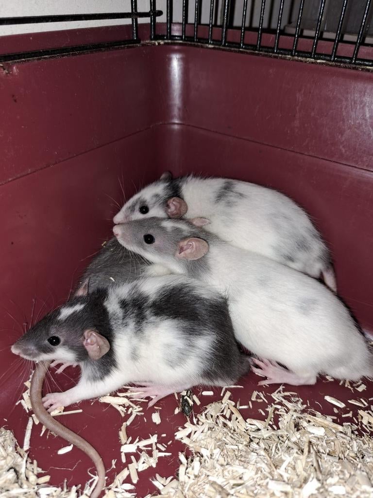 Baby ratten rittens (mannetjes), Dieren en Toebehoren, Knaagdieren, Februari, Mannelijk, Rat