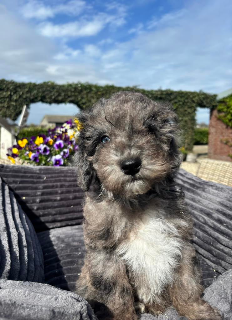Boomer x Labradoodle mini pups, Nederland, Overige rassen, 8 tot 15 weken, Meerdere