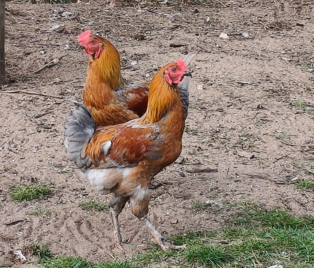 Mooie kleurlegger kruising hanen, Dieren en Toebehoren, Pluimvee, Kip, Mannelijk