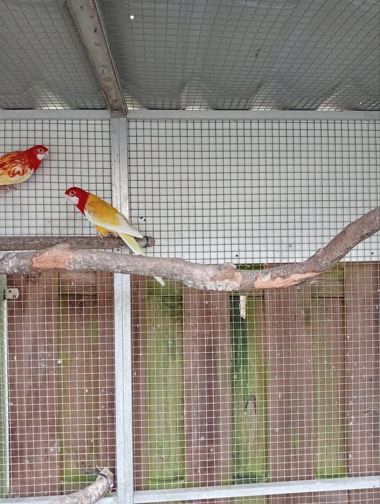 Rosella, Meerdere dieren