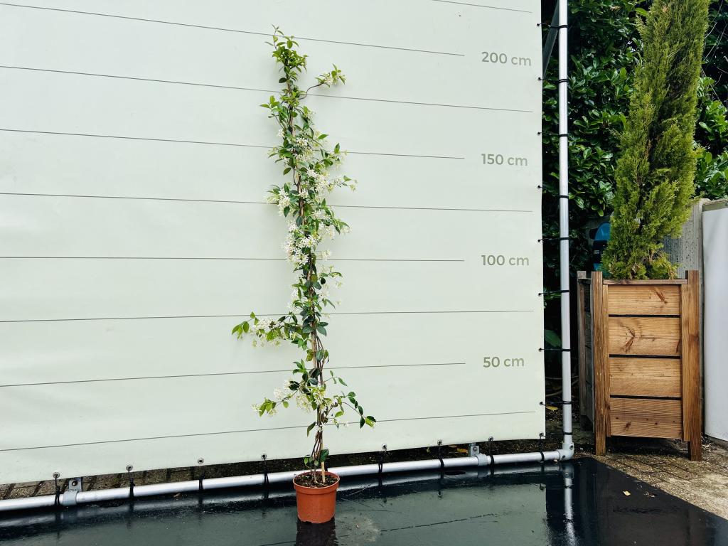 Toscaanse Jasmijn - hoogte 160-180 cm, Leiboom, Ophalen of Verzenden, Lente, 100 tot 250 cm