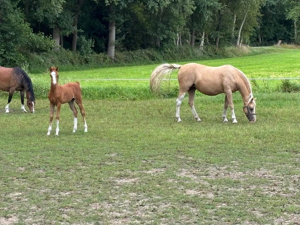 Welsh B jaarling hengstveulen 2025, Met stamboom, Niet van toepassing, 0 tot 2 jaar, Hengst