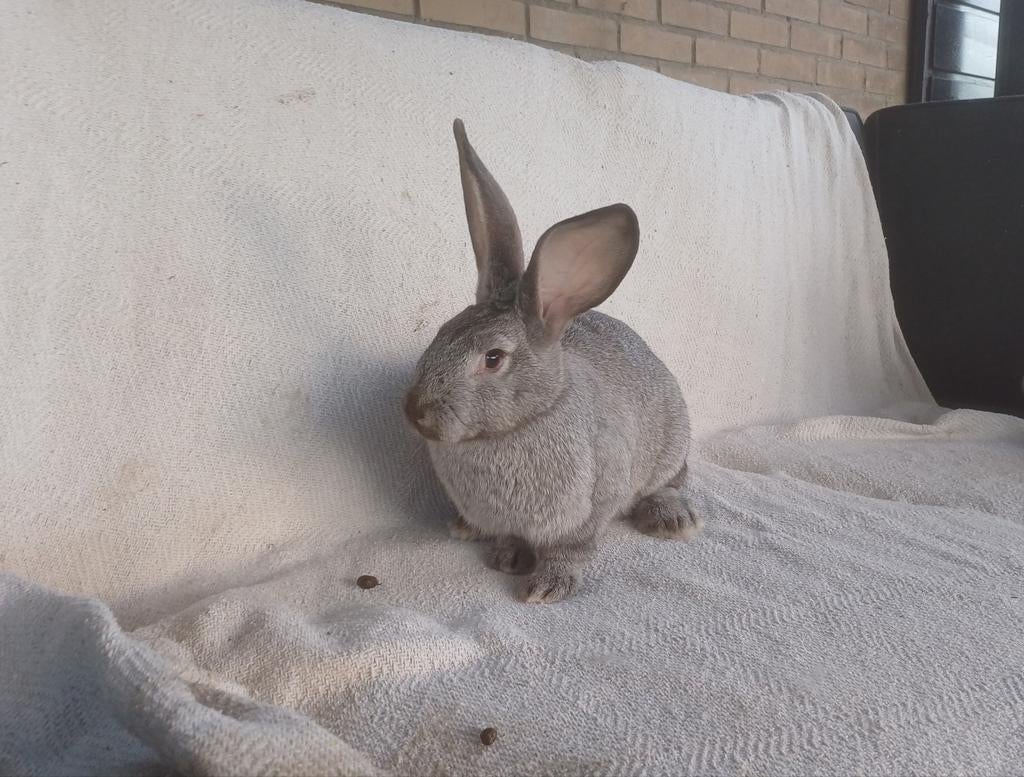 Te koop: jonge vlaamse reuzen!, Dieren en Toebehoren, Meerdere dieren, Groot