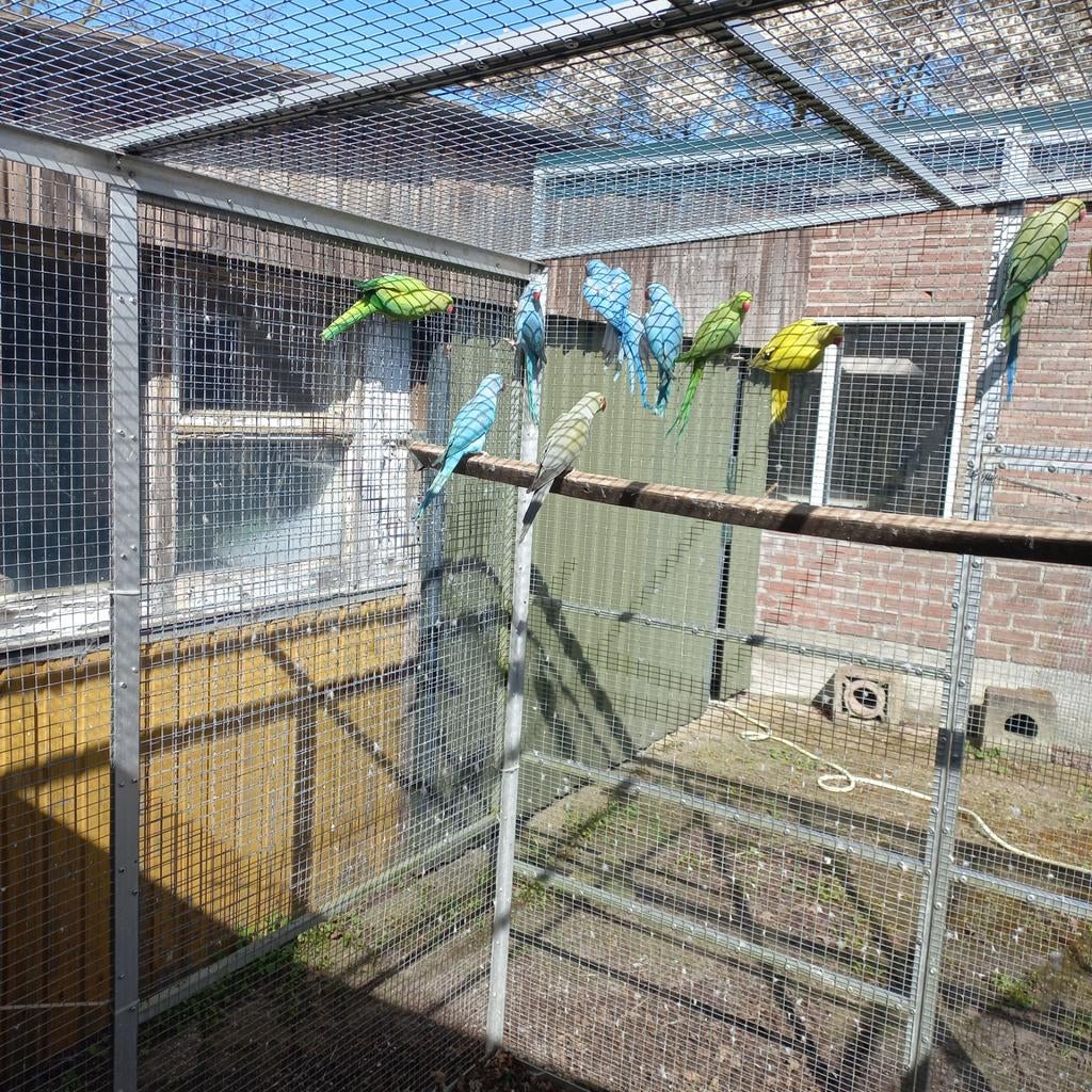 Te koop  halsband parkieten 24 en 25, Dieren en Toebehoren, Vogels | Parkieten en Papegaaien, Meerdere dieren, Parkiet