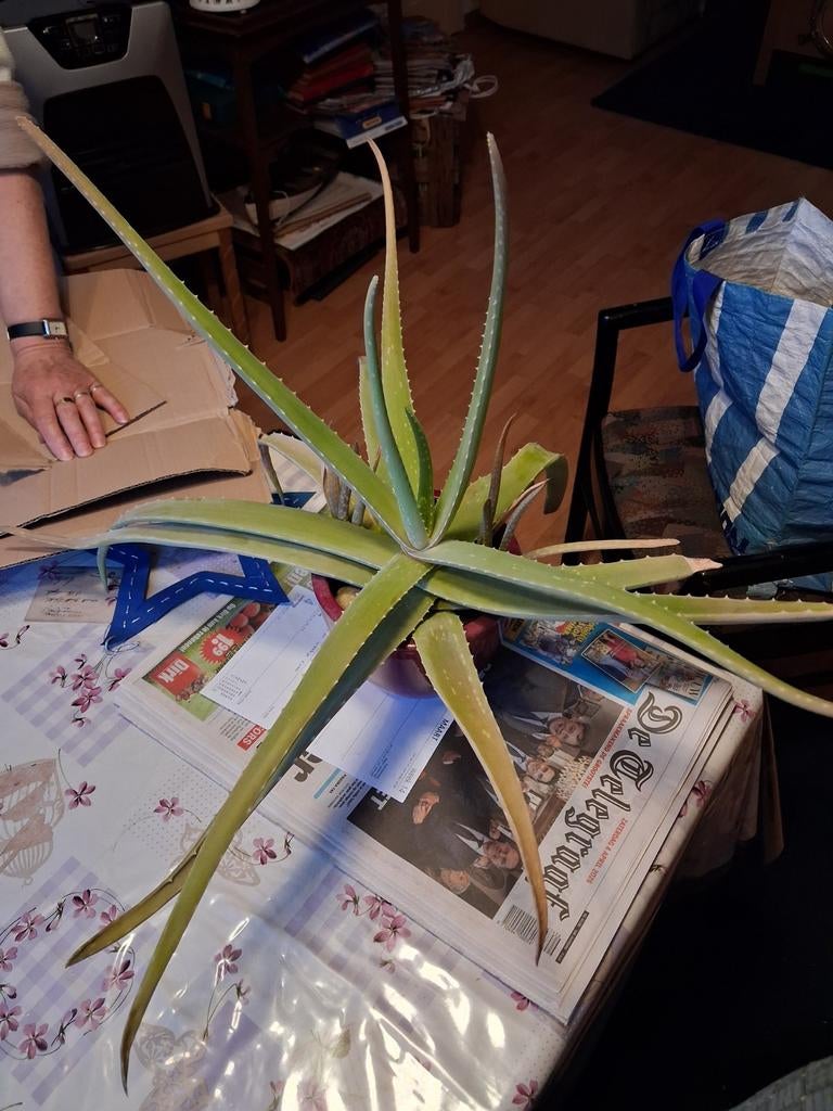 4 agave planten in pot, Bloeit niet, Overige soorten, 100 tot 250 cm, Ophalen