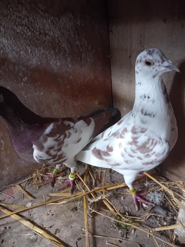 Coco postduiven, Dieren en Toebehoren, Vogels | Duiven