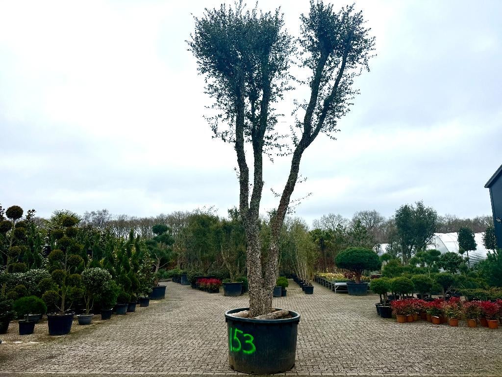 Grote kurkeik -Quercus suber met 100/110 cm stamomtrek nr153, Overige soorten, Zomer, 400 cm of meer, Ophalen