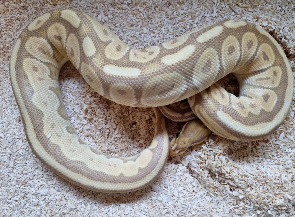 0.1 banana black pastel od special 66% clown koningspython Ball Python - female for sale from Rocking Reptiles