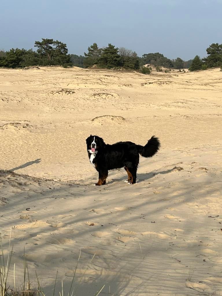 Honden oppas aan huis Ede Lunteren Bennekom 🦴🐕🐾🐶, Ophalen of Verzenden, Nieuw, Intelligentiespeelgoed
