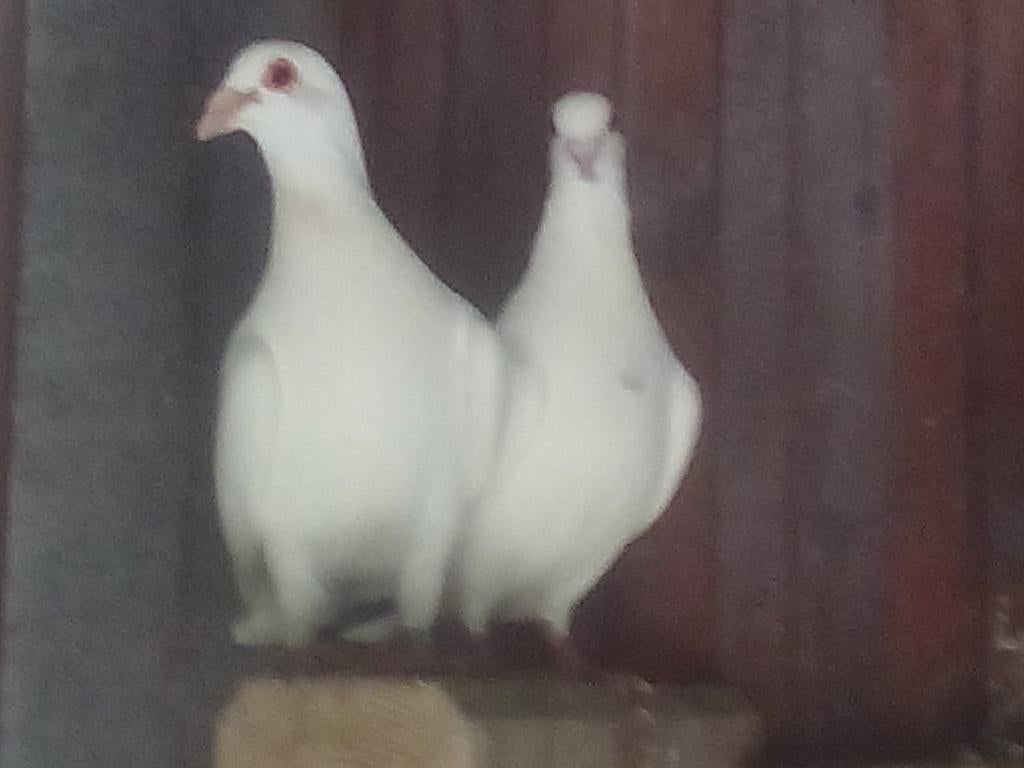 duiven, Dieren en Toebehoren, Meerdere dieren, Overige soorten