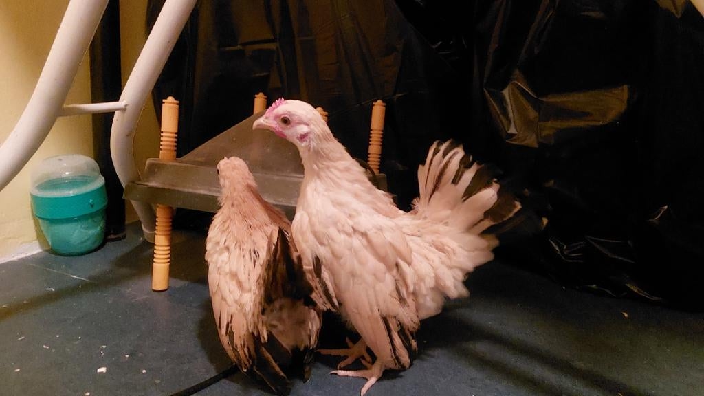 Serama, Dieren en Toebehoren, Pluimvee, Vrouwelijk, Kip