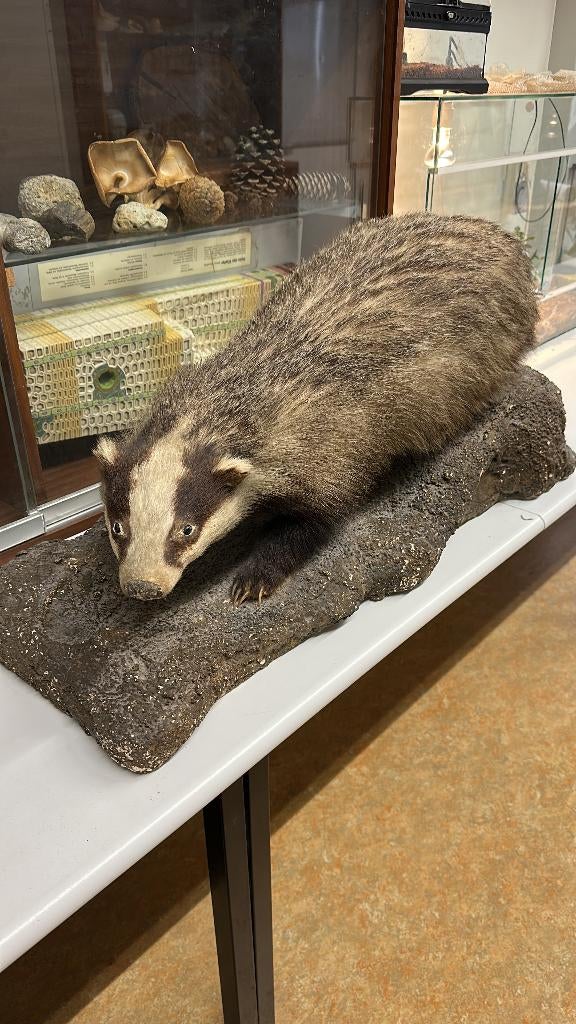 Opgezette das op nep-steen, Ophalen, Gebruikt, Wild dier, Opgezet dier