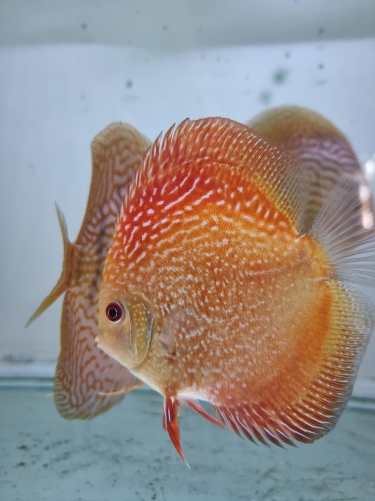 super mooie discusvissen, eigen kweek, Dieren en Toebehoren, Vissen | Aquariumvissen, Vis