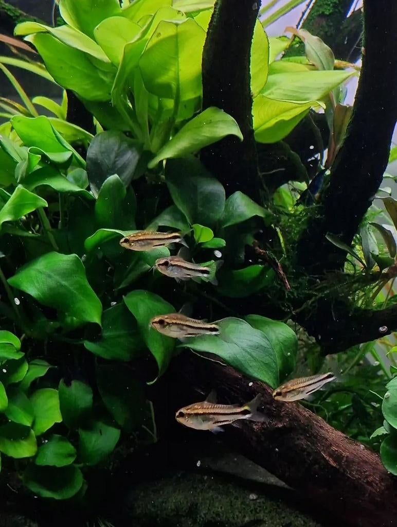 Dwergpantsermeerval (Corydoras pygmaeus), Vis